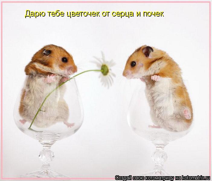 Дарю тебе цветочек от серца и почек... Котоматрица: Дарю тебе цветочек от серца и почек