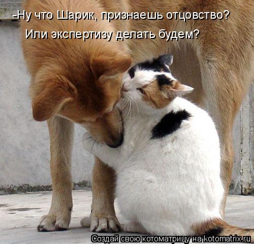 -Ну что Шарик, признаешь отцовство? Или экспертизу делать будем?... Котоматрица: -Ну что Шарик, признаешь отцовство? Или экспертизу делать будем?