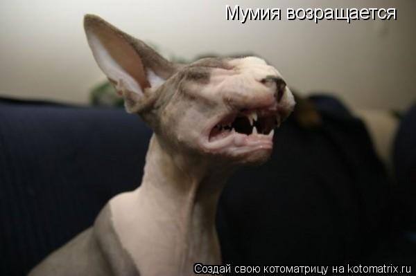 Котоматрица: Мумия возращается