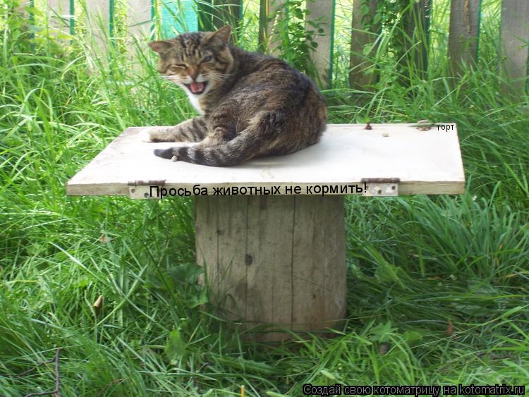 Просьба животных не кормить! торт... Котоматрица: Просьба животных не кормить! торт