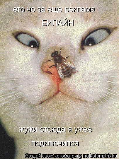 ето чо за еще реклама БИЛАЙН жужи отсюда я ужее подключился... Котоматрица: ето чо за еще реклама БИЛАЙН жужи отсюда я ужее подключился