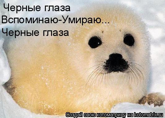 Черные глаза Вспоминаю-Умираю... Черные глаза... Котоматрица: Черные глаза Вспоминаю-Умираю... Черные глаза