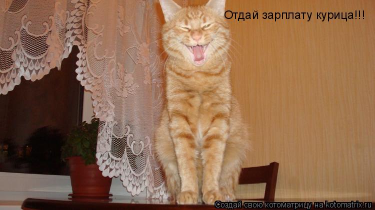 Отдай зарплату курица!!!... Котоматрица: Отдай зарплату курица!!!