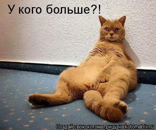 Котоматрица: У кого больше?!