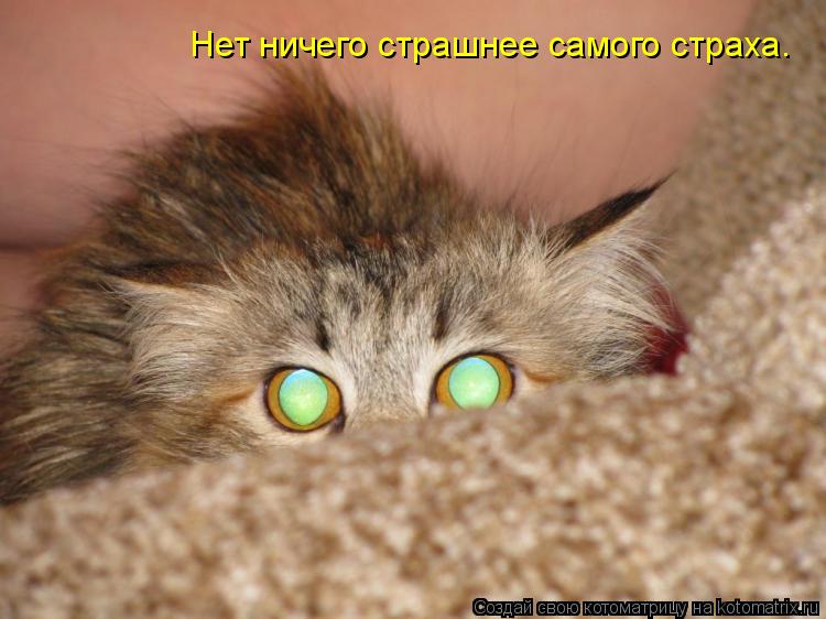 Нет ничего страшнее самого страха.... Котоматрица: Нет ничего страшнее самого страха.