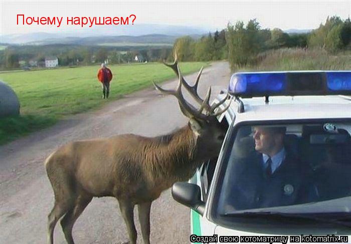 Почему нарушаем?... Котоматрица: Почему нарушаем?