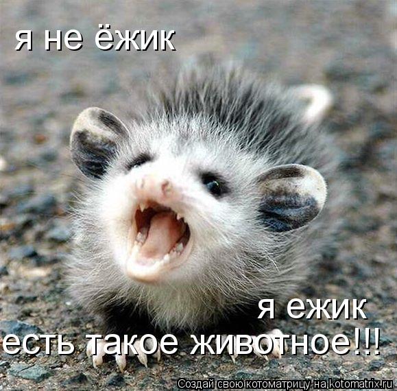 я не ёжик я ежик есть такое животное!!!... Котоматрица: я не ёжик я ежик есть такое животное!!!