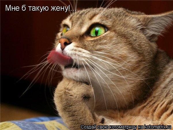 Котоматрица: Мне б такую жену!...