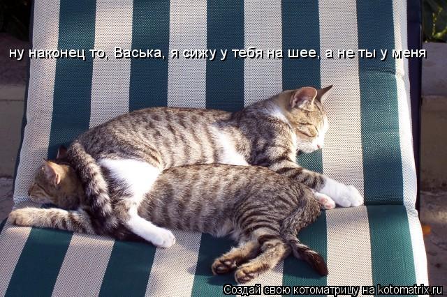ну наконец то, Васька, я сижу у тебя на шее, а не ты у меня... Котоматрица: ну наконец то, Васька, я сижу у тебя на шее, а не ты у меня