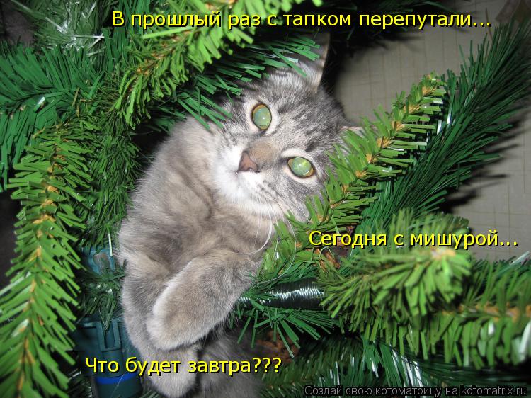 В пршлый раз с тапком перепутали... В прошлый раз с тапком перепутали... Сегодня с мишурой... Что буд... Котоматрица: В пршлый раз с тапком перепутали... В прошлый раз с тапком перепутали... Сегодня с мишурой... Что будет завтра???