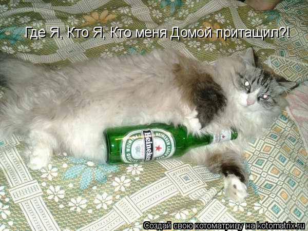 Котоматрица: Где Я, Кто Я, Кто меня Домой притащил?!