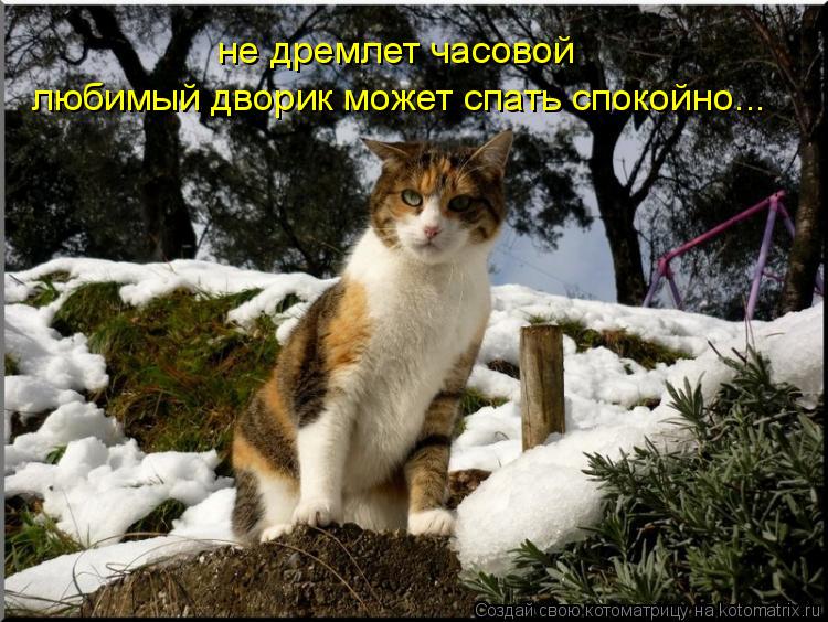 не дремлет часовой любимый дворик может спать спокойно...... Котоматрица: не дремлет часовой любимый дворик может спать спокойно...