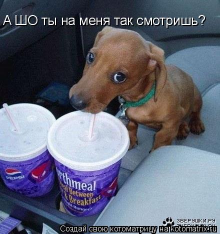 А ШО ты на меня так смотришь?... Котоматрица: А ШО ты на меня так смотришь?