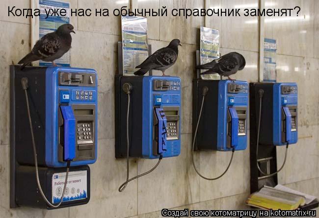 Котоматрица: Когда уже нас на обычный справочник заменят?