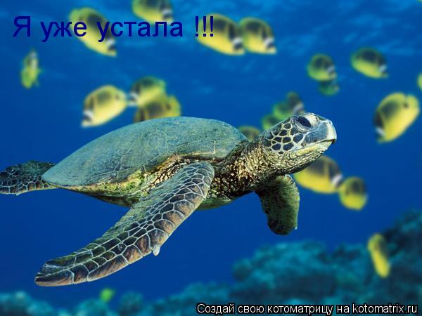 Я уже устала !!!... Котоматрица: Я уже устала !!!