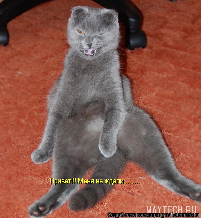 Привет!!!!Меня не ждали............ Котоматрица: Привет!!!!Меня не ждали.........