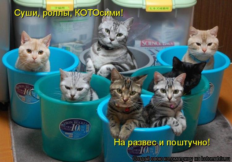 Суши, роллы, КОТОсими! На развес и поштучно!... Котоматрица: Суши, роллы, КОТОсими! На развес и поштучно!