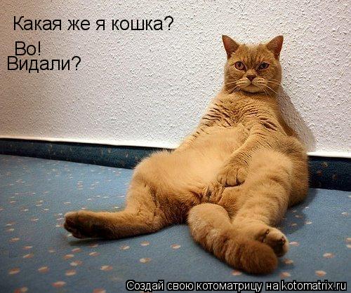 Какая же я кошка? Во! Видали?... Котоматрица: Какая же я кошка? Во! Видали?