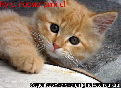 Ну-с, посмотрим-с!... Котоматрица: Ну-с, посмотрим-с!