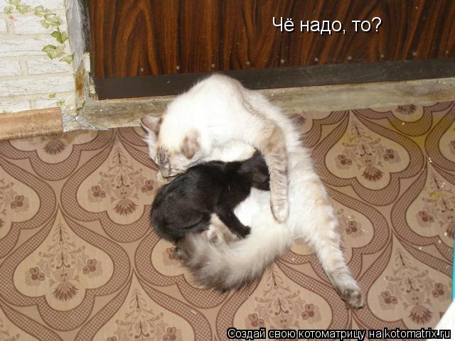 Чё надо, то?... Котоматрица: Чё надо, то?