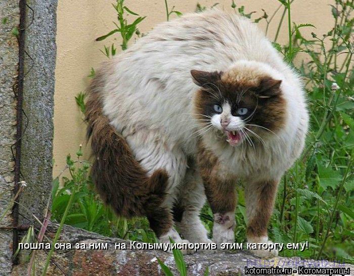 пошла она за ним на Колыму,испортив этим каторгу ему!... Котоматрица: пошла она за ним на Колыму,испортив этим каторгу ему!