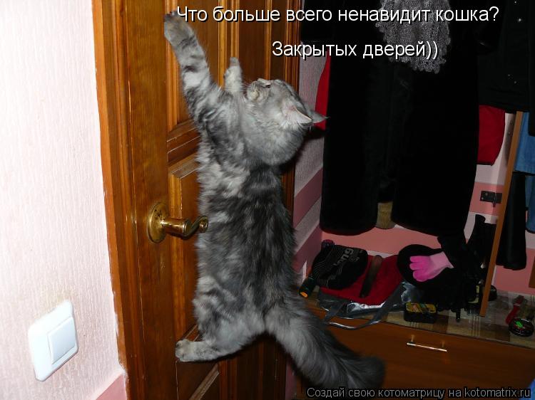 Что больше всего ненавидит кошка? з Закрытых дверей))... Котоматрица: Что больше всего ненавидит кошка? з Закрытых дверей))