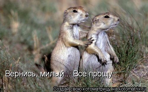 Котоматрица: Вернись, милый... Все прощу...