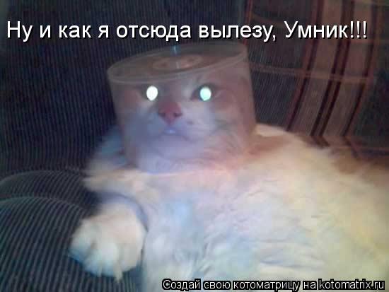 Котоматрица: Ну и как я отсюда вылезу, Умник!!!
