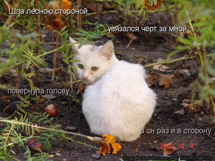 Котоматрица: Шла лесною стороной увязался чёрт за мной повернула голову а он раз и в сторону
