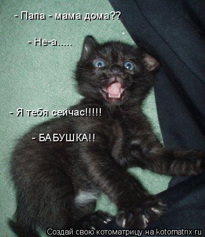 Котоматрица: - Я тебя сейчас!!!!!  - Папа - мама дома??  - Не-а.....  - БАБУШКА!!