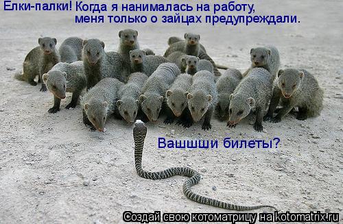 Котоматрица: Вашшши билеты?  Елки-палки! Когда я нанималась на работу, меня только о зайцах предупреждали.