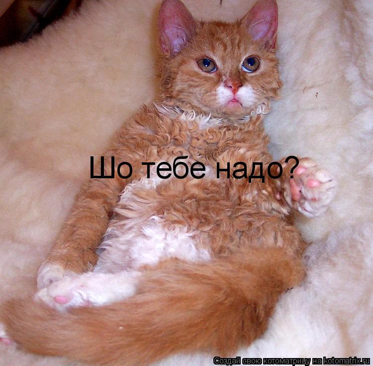 Шо тебе надо?... Котоматрица: Шо тебе надо?
