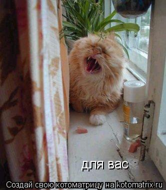 Котоматрица: для вас