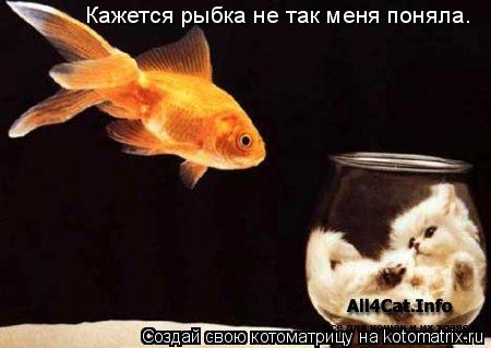 Кажется рыбка не так меня поняла.... Котоматрица: Кажется рыбка не так меня поняла.