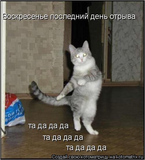 Воскресенье последний день отрыва та да да да та да да да та да да да... Котоматрица: Воскресенье последний день отрыва та да да да та да да да та да да да