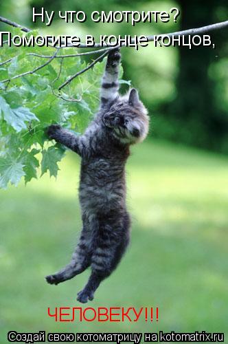 Ну что смотрите? Помогите в конце концов, ЧЕЛОВЕКУ!!!... Котоматрица: Ну что смотрите? Помогите в конце концов, ЧЕЛОВЕКУ!!!