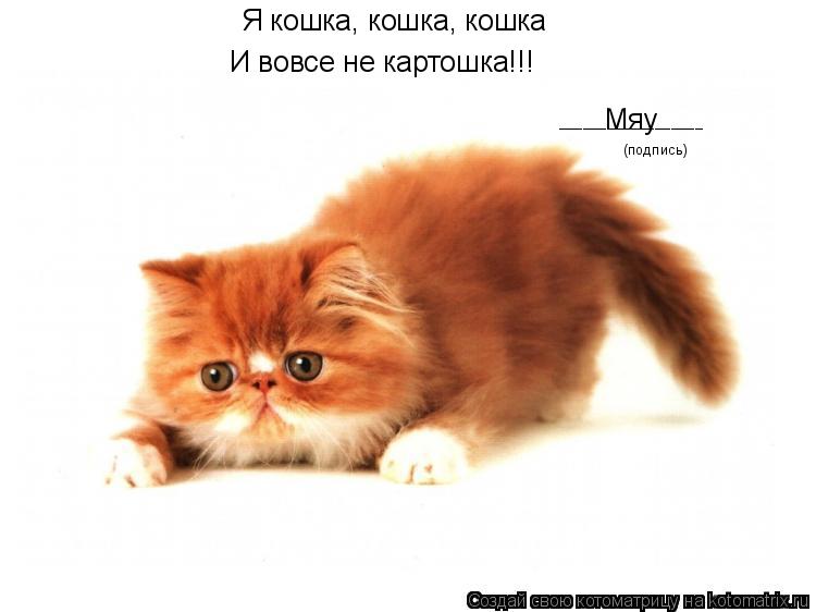 Я кошка, кошка, кошка И вовсе не картошка!!! Мяу (подпись) __________________... Котоматрица: Я кошка, кошка, кошка И вовсе не картошка!!! Мяу (подпись) __________________