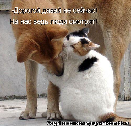 -Дорогой,давай не сейчас! На нас ведь люди смотрят!... Котоматрица: -Дорогой,давай не сейчас! На нас ведь люди смотрят!