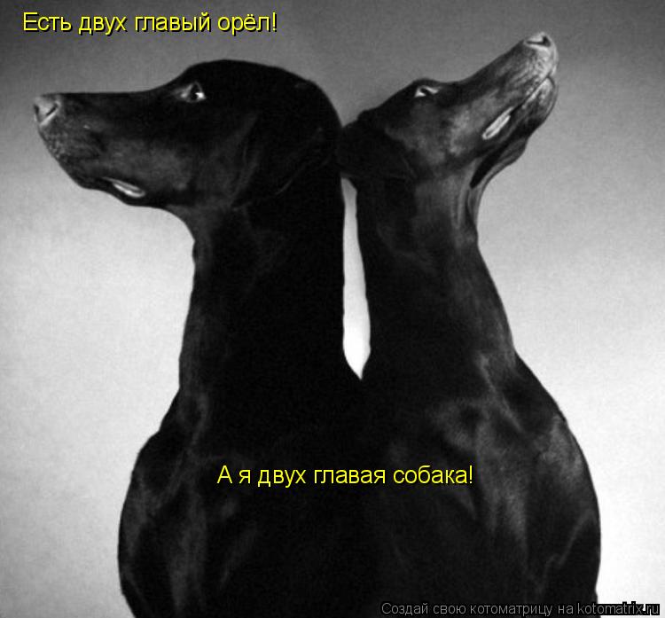 Есть двух главый орёл! А я двух главая собака!... Котоматрица: Есть двух главый орёл! А я двух главая собака!