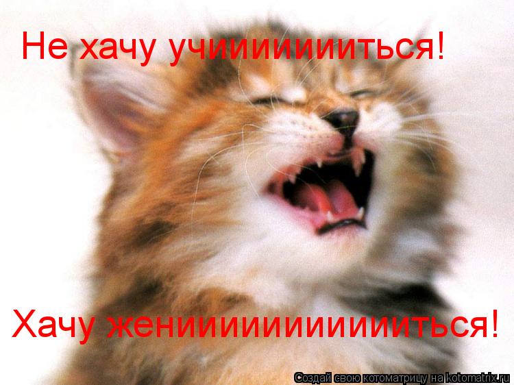 Не хачу учиииииииться! Не хачу учиииииииться! Хачу жениииииииииииться!... Котоматрица: Не хачу учиииииииться! Не хачу учиииииииться! Хачу жениииииииииииться!