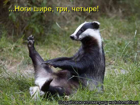 ...Ноги шире, три, четыре!... Котоматрица: ...Ноги шире, три, четыре!