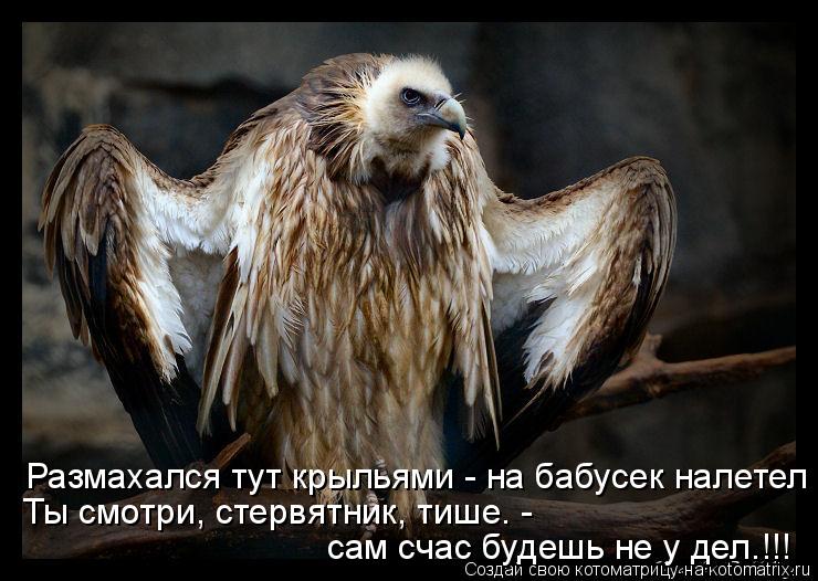 Ты смотри, стервятник, тише. - сам счас будешь не у дел.!!! Размахался тут крыльями - на бабусек нал... Котоматрица: Ты смотри, стервятник, тише. - сам счас будешь не у дел.!!! Размахался тут крыльями - на бабусек налетел