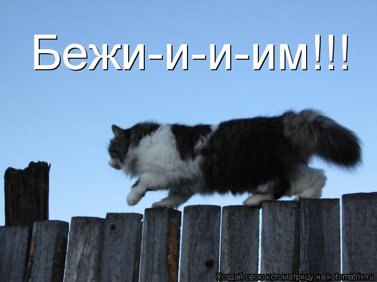 Бежи-и-и-им!!!... Котоматрица: Бежи-и-и-им!!!