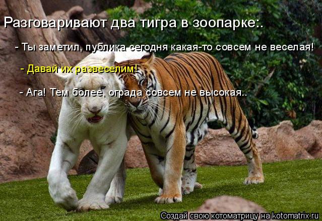 Разговаривают два тигра в зоопарке:. - Ты заметил, публика сегодня какая-то совсем не веселая! ... Котоматрица: Разговаривают два тигра в зоопарке:. - Ты заметил, публика сегодня какая-то совсем не веселая! - Давай их развеселим! - Ага! Тем более, ог