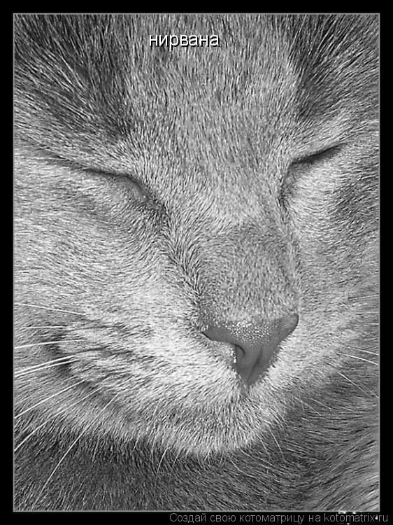 нирвана... Котоматрица: нирвана