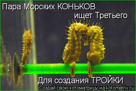 Пара Морских КОНЬКОВ ищет Третьего Для создания ТРОЙКИ... Котоматрица: Пара Морских КОНЬКОВ ищет Третьего Для создания ТРОЙКИ