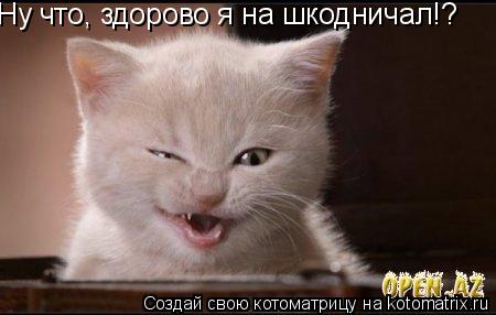 Ну что, здорово я на шкодничал!?... Котоматрица: Ну что, здорово я на шкодничал!?