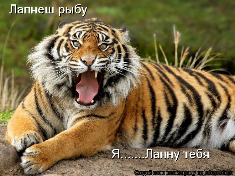 Лапнеш рыбу Я.......Лапну тебя... Котоматрица: Лапнеш рыбу Я.......Лапну тебя