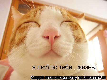 Котоматрица: я люблю тебя , жизнь!