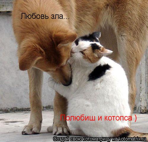 Любовь зла... Полюбиш и котопса )... Котоматрица: Любовь зла... Полюбиш и котопса )